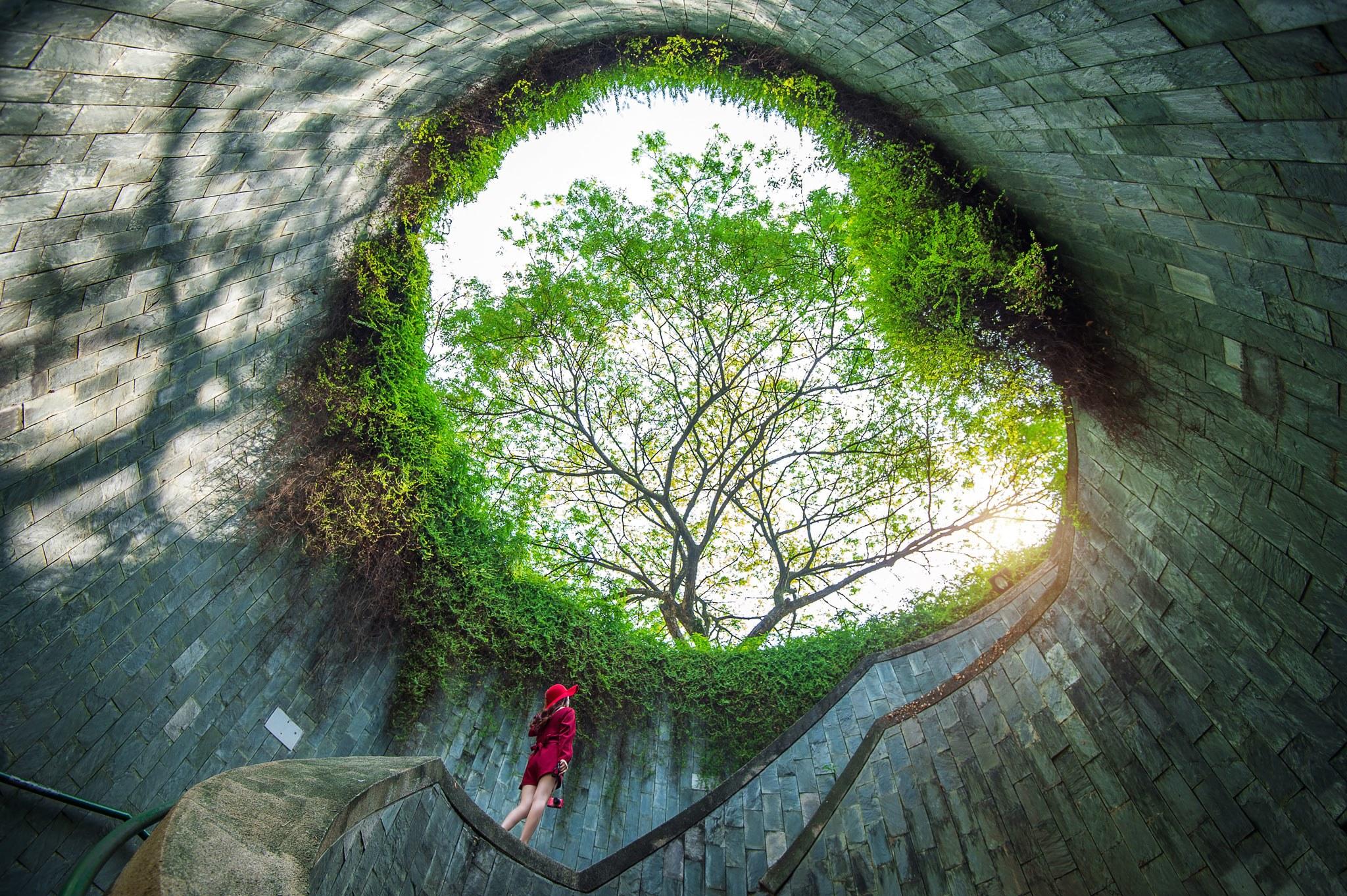 Cover image of this place Fort Canning Tree Tunnel Singapore