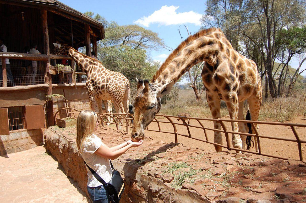Cover image of this place Giraffe Centre, Karen